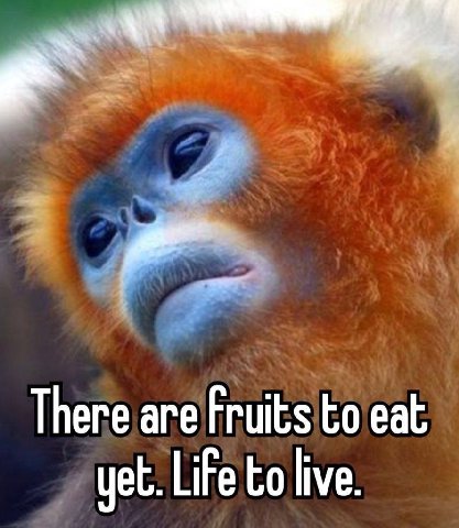 There are Fruits to eat yet. Life to live.