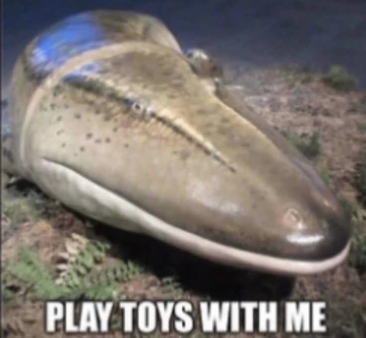 PLAY TOYS WITH ME