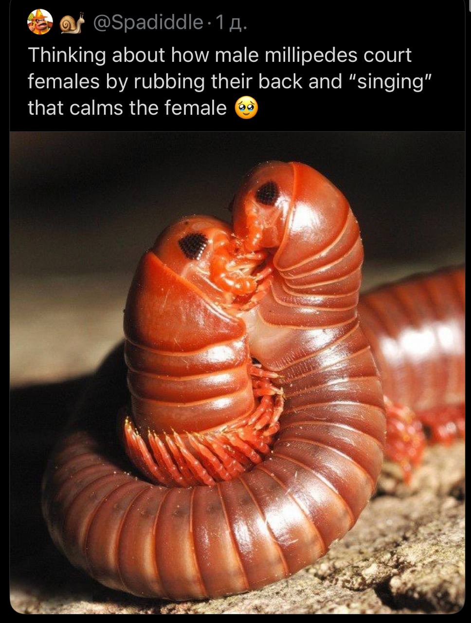 a @Spadiddle-1 Thinking about how male millipedes court females rubbing their back and “singing” that calms the female