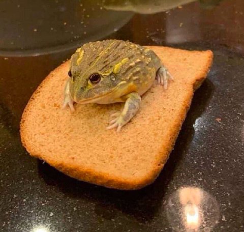ешьте с хлебом, чуваки