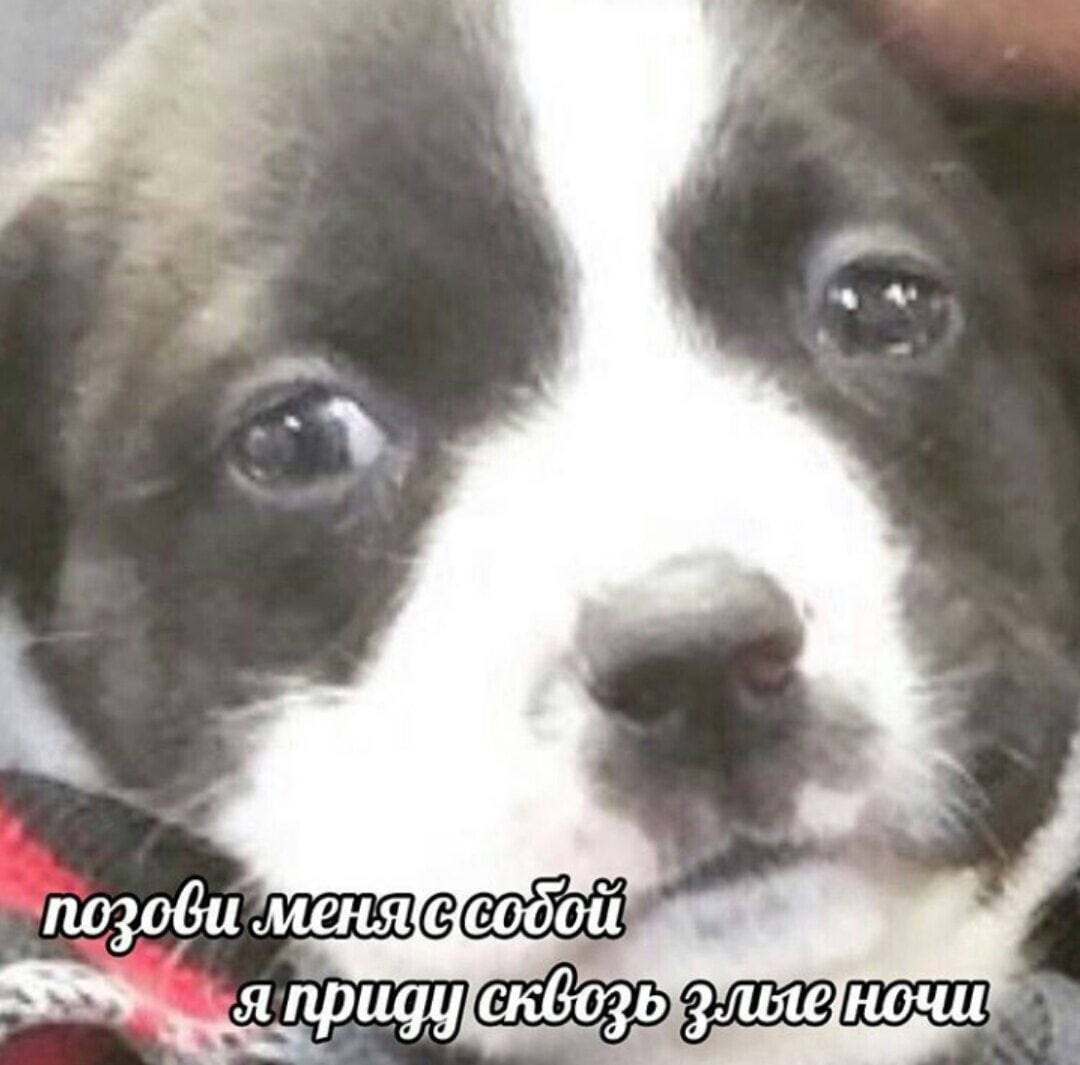 позови