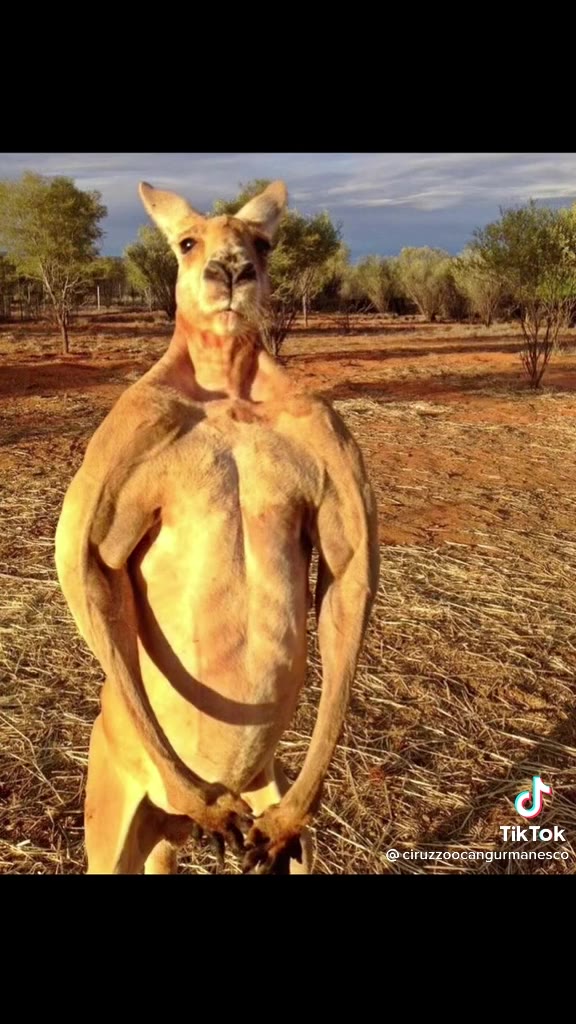 wallaroo diaz