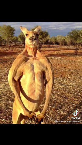 wallaroo diaz