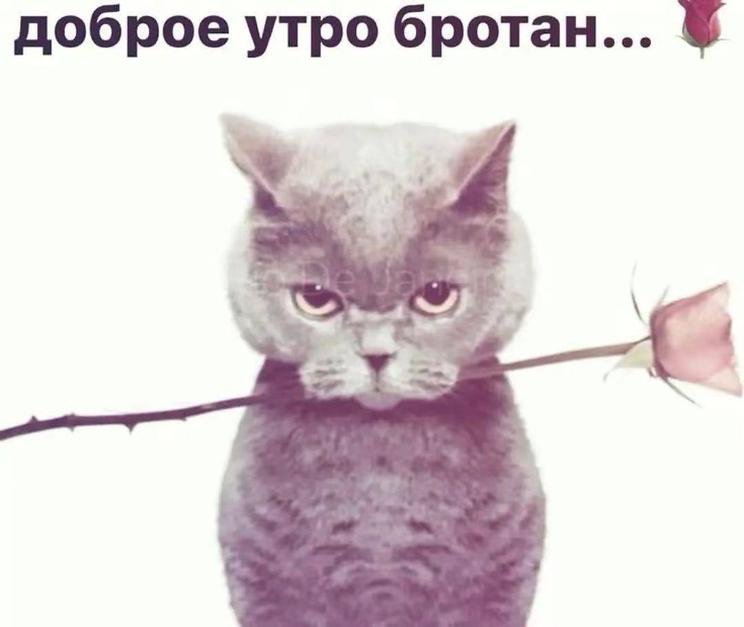 доброе утро бротан...