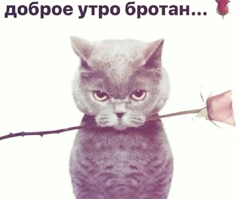 доброе утро бротан...