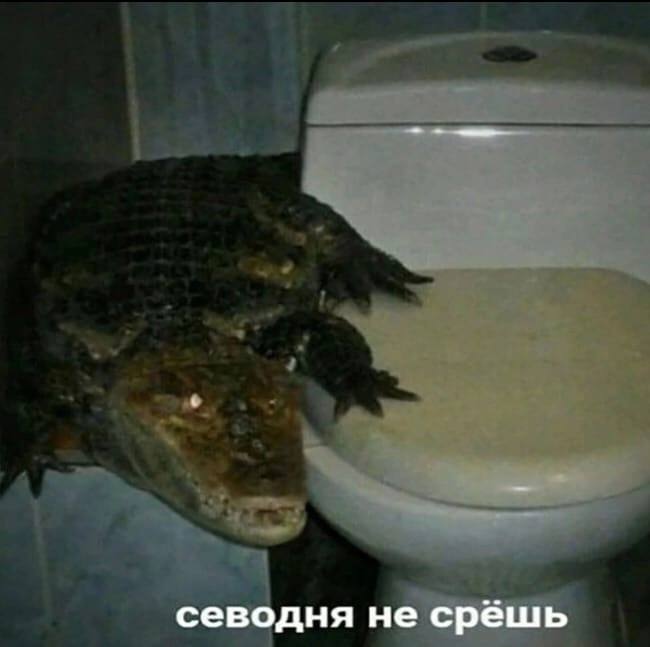 севодня не срешь
