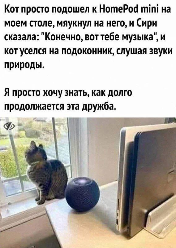 Кот просто подошел к HomePod mini на моем столе, мяукнул на него, и Сири сказала: "Конечно, вот тебе музыка", и кот уселся на подоконник, слушая звуки природы. Я просто хочу знать, как долго продолжае
