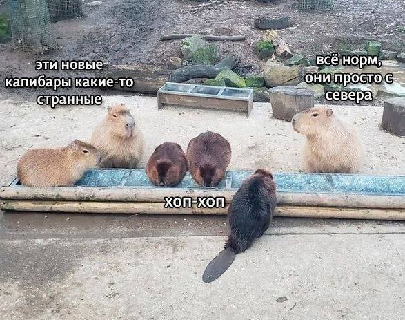 эти новые капибары какие-то „они простос странные ihr 3 ХОП-ХОП 22$