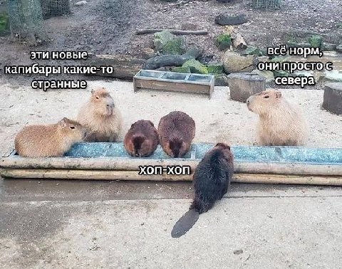 эти новые капибары какие-то „они простос странные ihr 3 ХОП-ХОП 22$