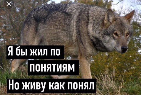 Я бы ЖИЛ ПО ‘ПОНЯТИЯМ Но живу как понял