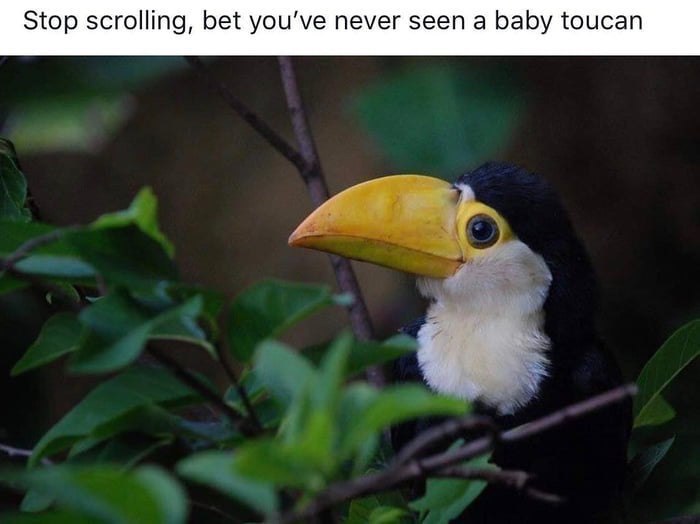 Stop scrolling, bet never seen а baby toucan