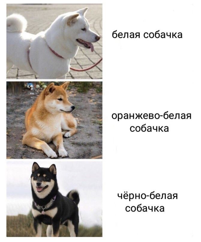 белая собачка оранжево-белая собачка чёрно-белая собачка