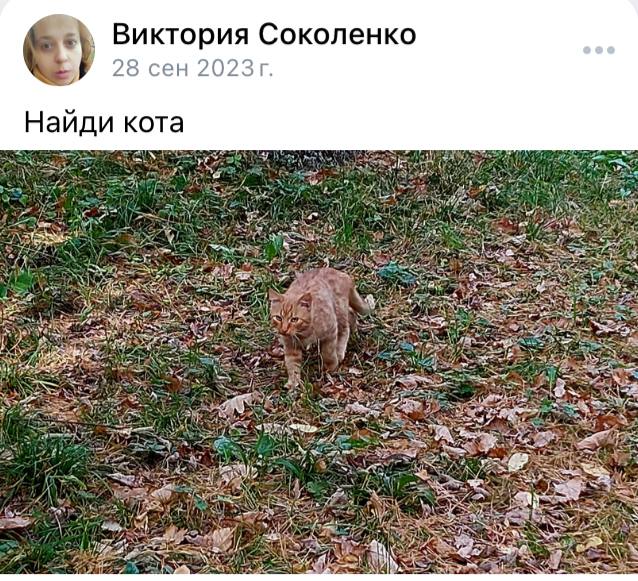 Виктория Соколенко о 2 сен Найди кота С we aN She у of A у or "7 4 AS «У