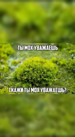 бля если вы вдруг нет то у вас большие проблемы
мы любим мох здесь