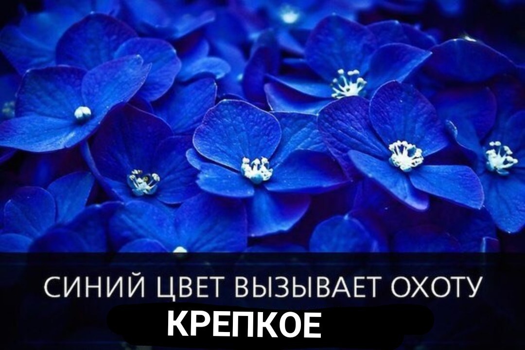 СИНИЙ ЦВЕТ ВЫЗЫВАЕТ ОХОТУ КРЕПКОЕ