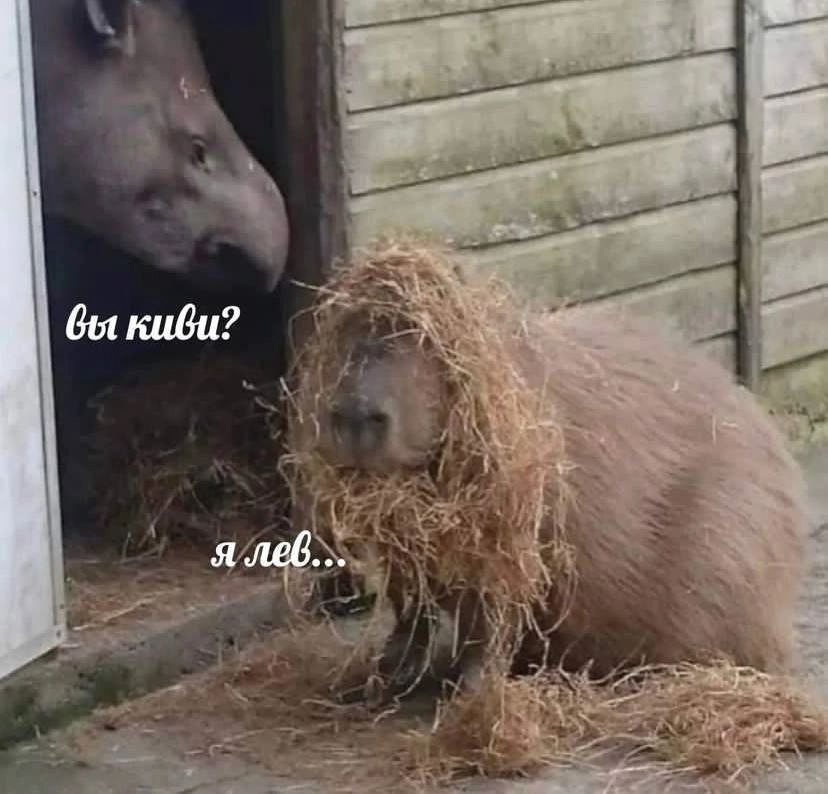 Gut киби? я