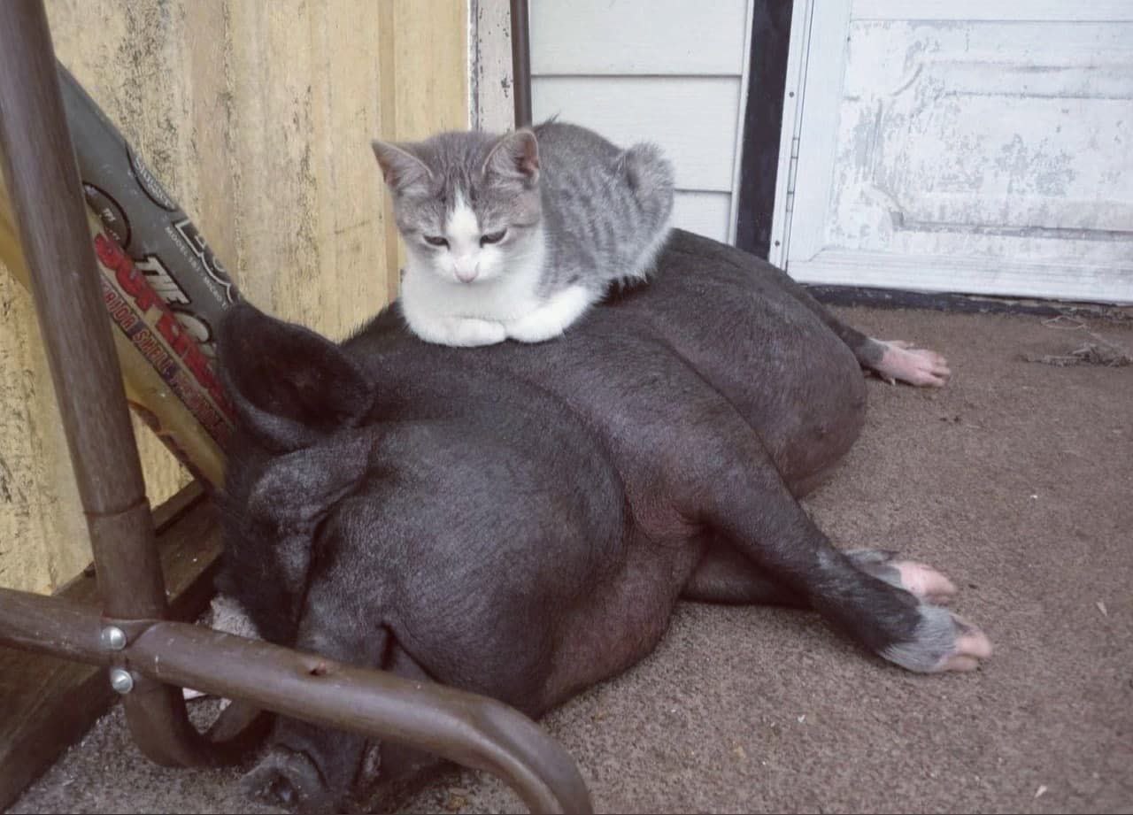 у