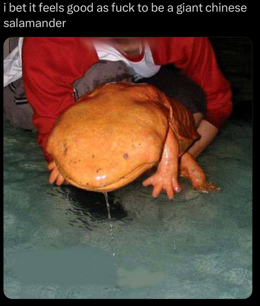 i bet it feels good as fuck to be a giant chinese salamander