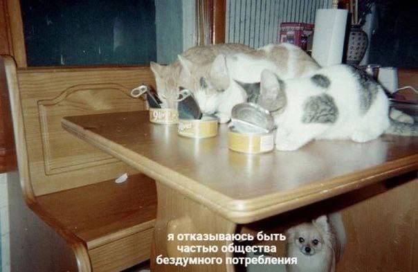 я отказываюсь быть частью общества бездумного потребления