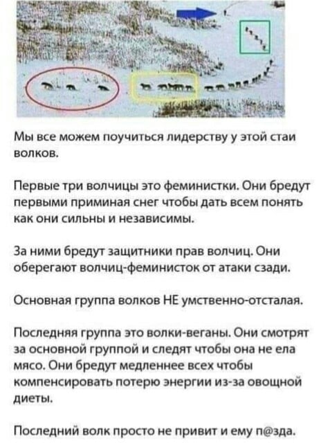 74 Мы все можем поучиться лидерству у этой стаи волков. Первыетри волчицы это феминистки. Они бредут первыми приминая снег чтобы дать всем понять как они сильны и независимы. За ними бредут защитники 