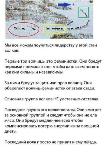 74 Мы все можем поучиться лидерству у этой стаи волков. Первыетри волчицы это феминистки. Они бредут первыми приминая снег чтобы дать всем понять как они сильны и независимы. За ними бредут защитники 