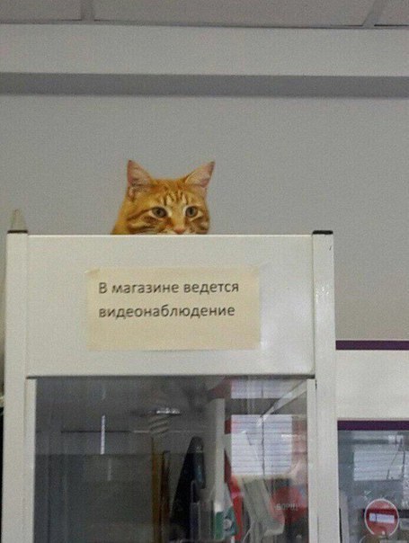 В магазине ведется видеонаблюдение