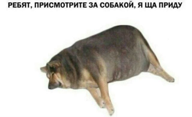 РЕБЯТ, ПРИСМОТРИТЕ ЗА СОБАКОЙ, Я ПРИДУ
