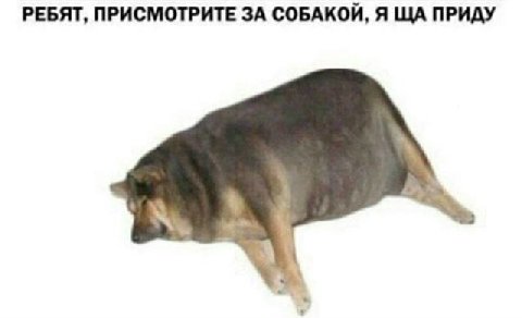 РЕБЯТ, ПРИСМОТРИТЕ ЗА СОБАКОЙ, Я ПРИДУ