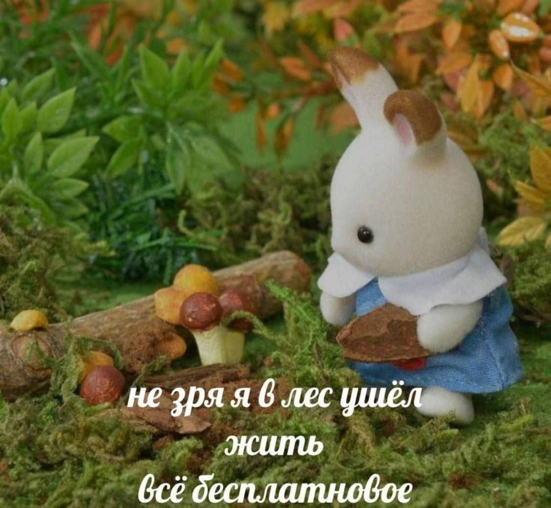 не зряя 6 лес ушёл. жить бесплатновое
