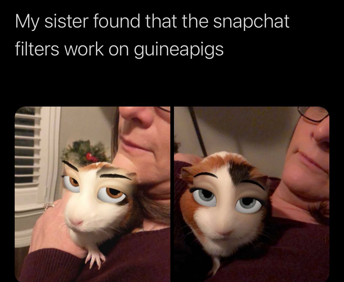 My sister found that the snapchat filters work on guineapigs