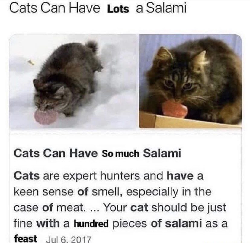 Cats Can Have Lots а Salami Cats Can Have Somuch Salami Cats are expert hunters and have a keen sense of smell, especially in the case of meat. Your cat should be just fine with a hundred pieces of sa