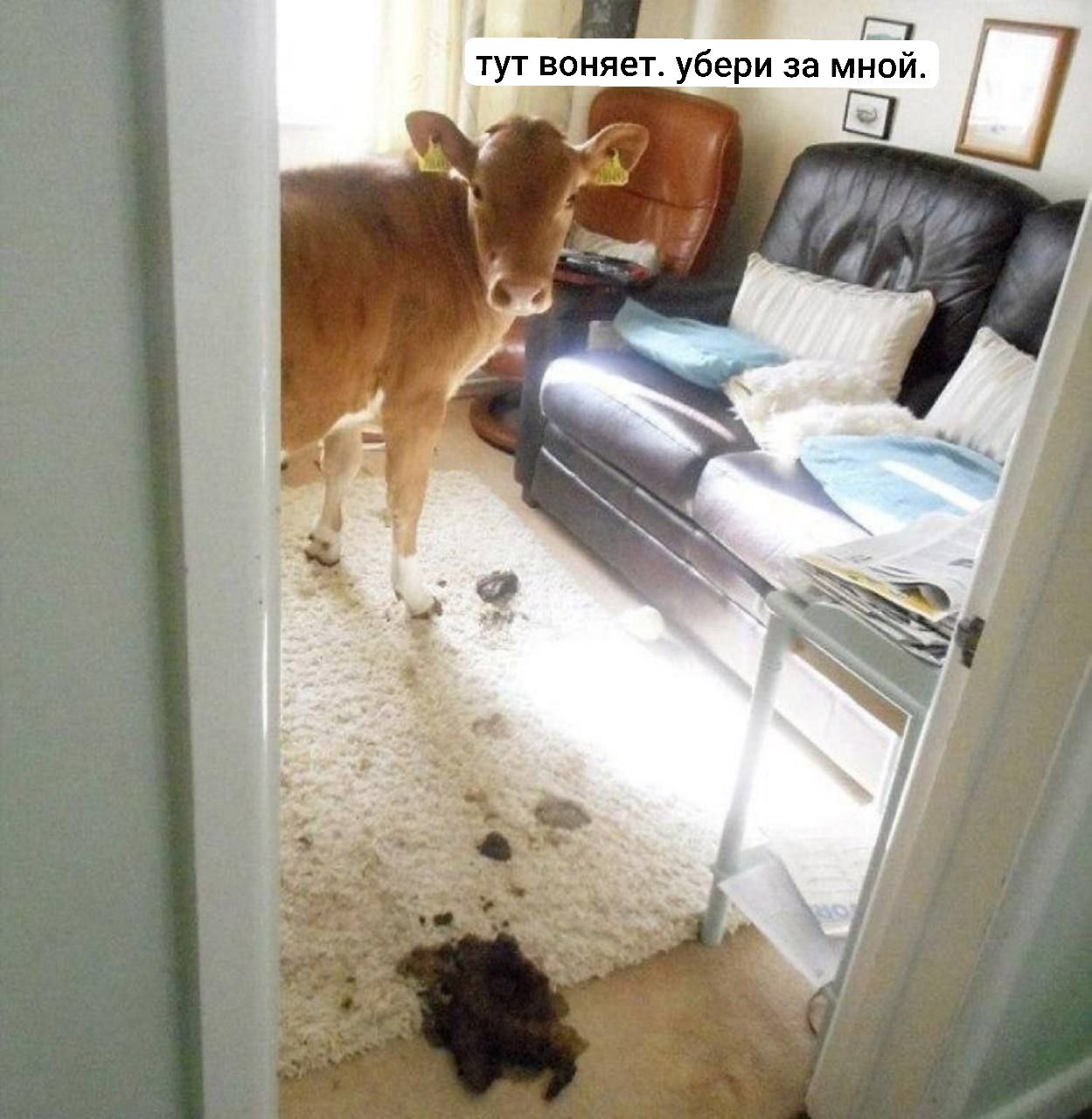тут воняет. убери за мной. я