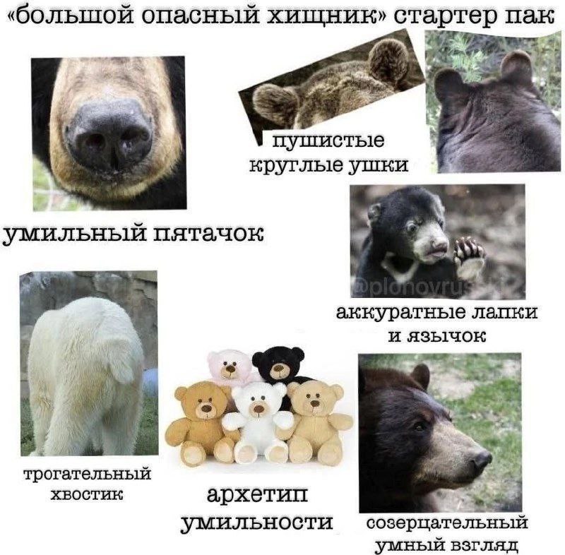 «большой опасный стартер пак A 4 пушистые круглыеушки умильный пятачок аккуратные лапки 4 и язычок an к у трогательный хвостик архетип умильности умный взгляд