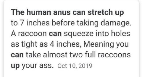 The human anus can stretch up to 7 inches before taking damage A raccoon can squeeze into holes as tight as 4 inches, Meaning you can take almost two full raccoons up уочг а$$. Oct 10, 2019