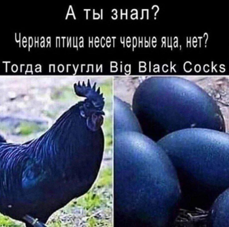 А ты знал? Черная птица несет черные яца, кет” Тогда погугли Big Black Cocks у 4