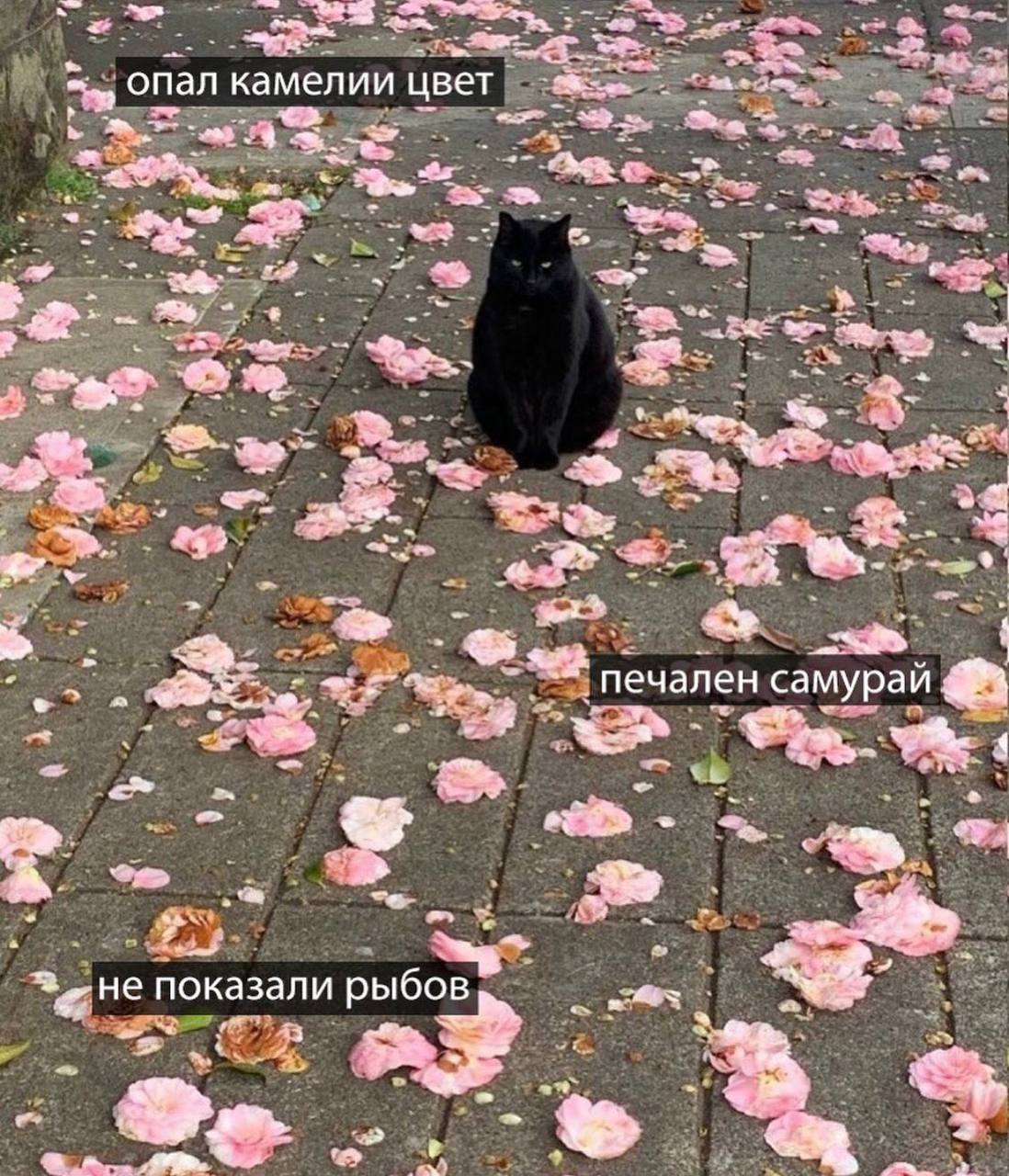 onan камелии цвет печален самурай a показали рыбов “Be.