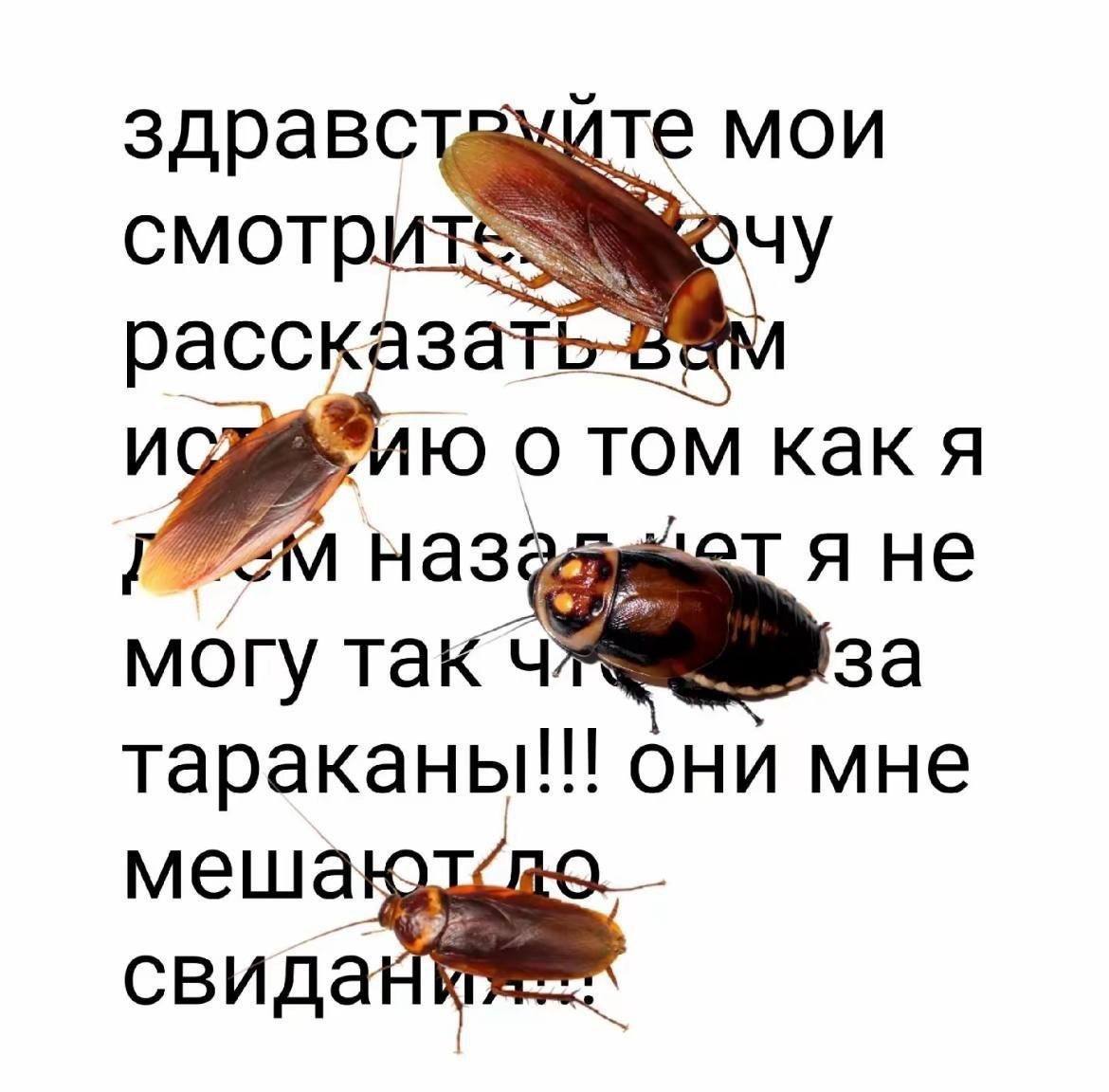 здравстеуйте мои о том как я я не могу ток тараканы!!! они мне меша