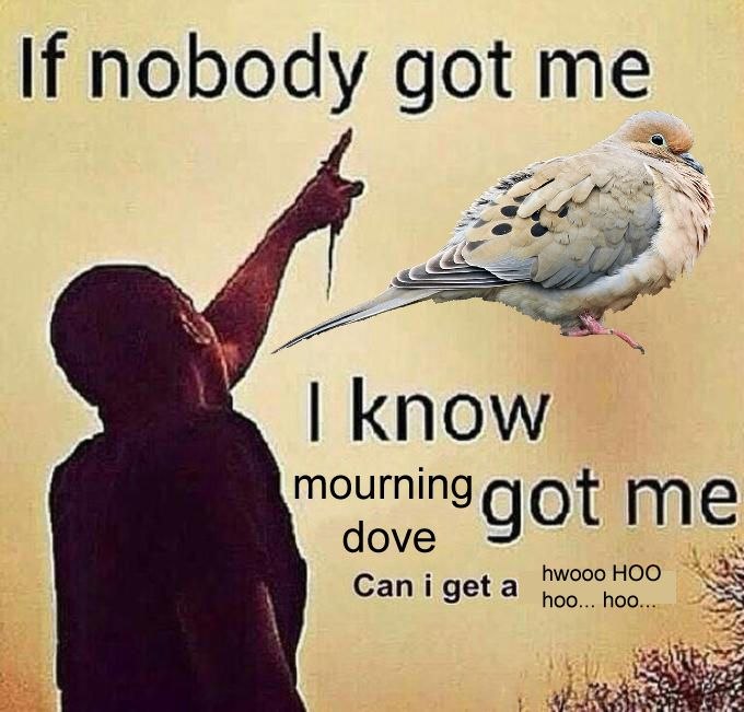 If nobody got me mourning dove got me a