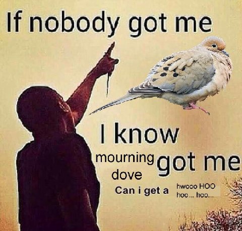 If nobody got me mourning dove got me a