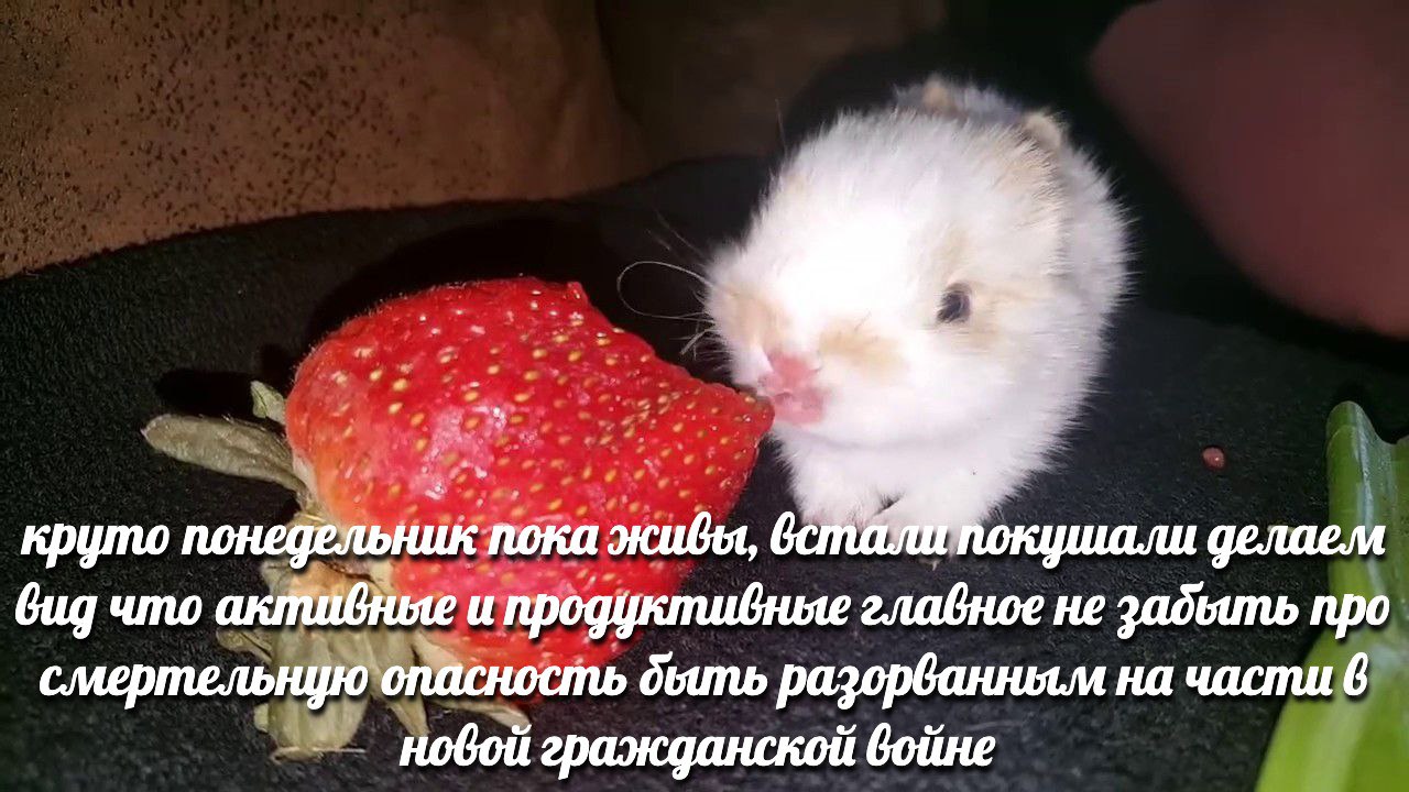 круто понедельник пока живы, пли делаем Gug что активные и продуктивные главное не забьить про смертельную опасность дыть на части 6 новой гражданской войне