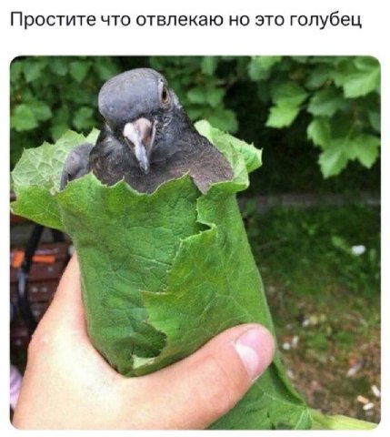 Простите что отвлекаю но это голубец a bad