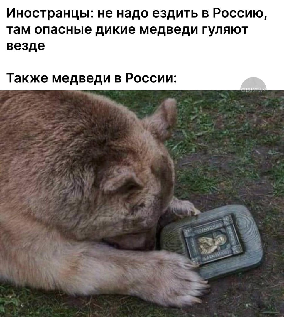 Иностранцы: не надо ездить в Россию, там опасные дикие медведи гуляют везде Также медведи в России: