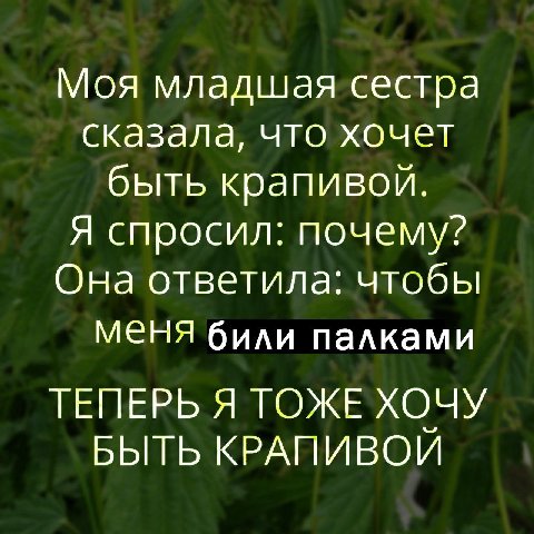 Моя младшая сестра сказала, что хочет быть крапивой. Я спросил: почему? Она ответила: чтобы меня били палками ТЕПЕРЬ Я ТОЖЕ ХОЧУ БЫТЬ КРАПИВОЙ