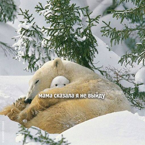 a 4 3 if мама сказала я не выйду