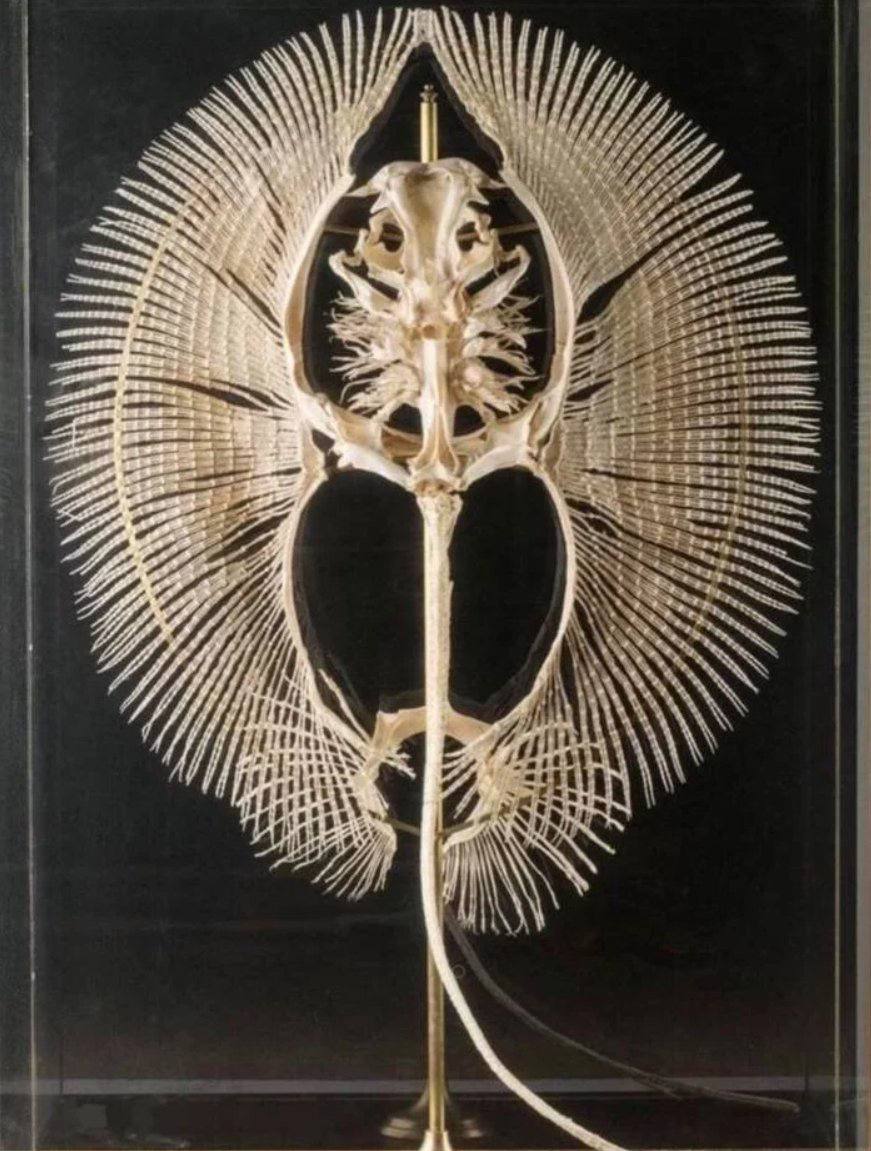stingray skeleton