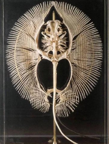 stingray skeleton