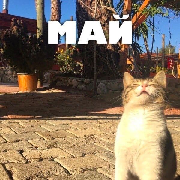 МАИ я