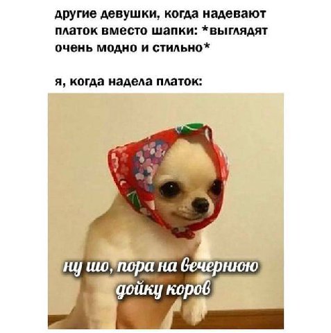 другие девушки, когда надевают платок вместо шапки: *выглядят очень модно и стильно* я, когда надела платок: ана вечернюю кор