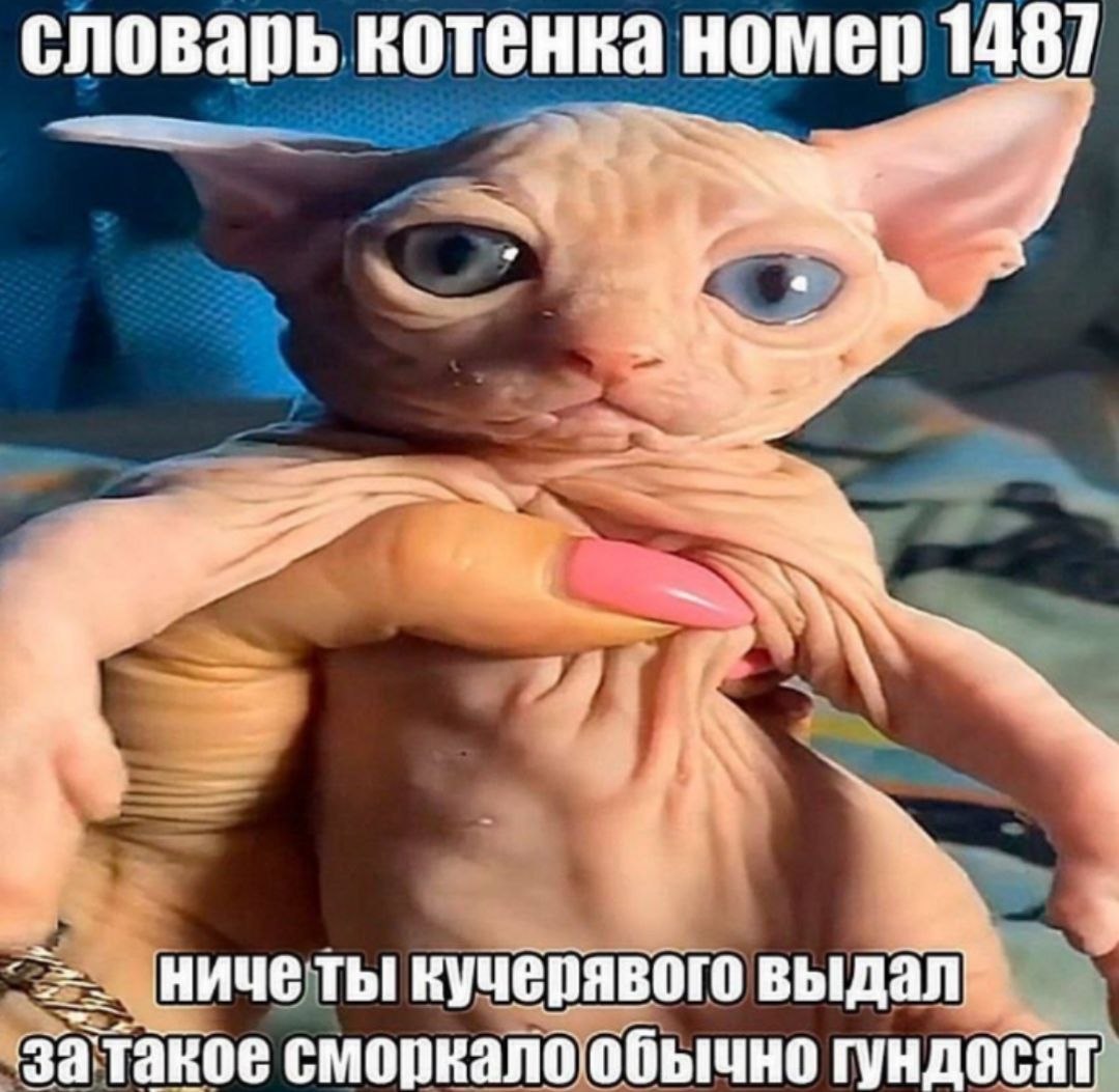 словарь котенка номер 1487 ничеты кучерявого выдал затакое сморкало обычно гундосят