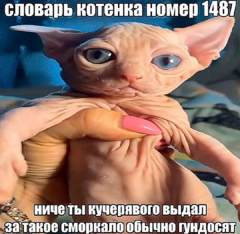 словарь котенка номер 1487 ничеты кучерявого выдал затакое сморкало обычно гундосят